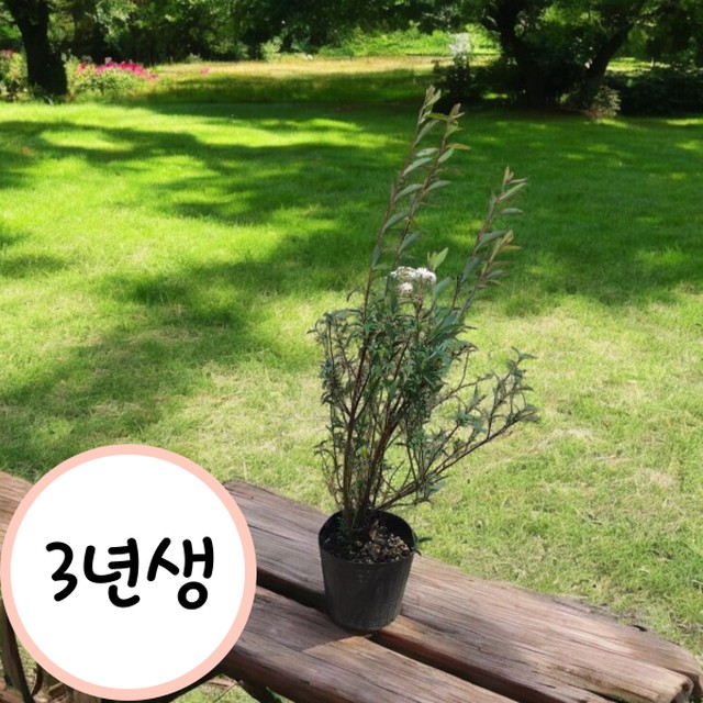 꽃띄움 이미지