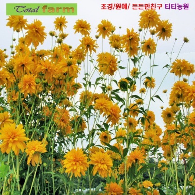 3팝 이미지