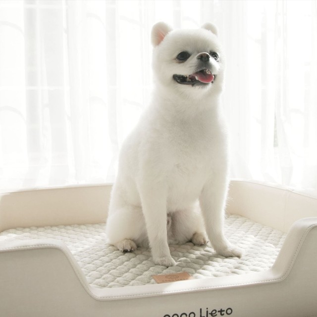 리에또 이미지