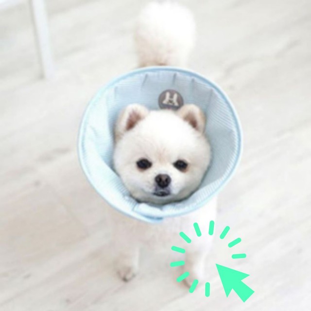 루 이미지