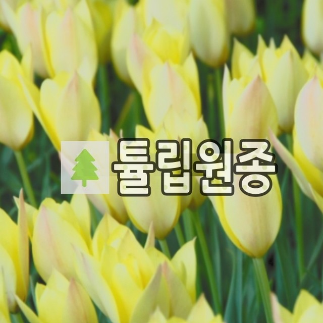 홍키통크 이미지