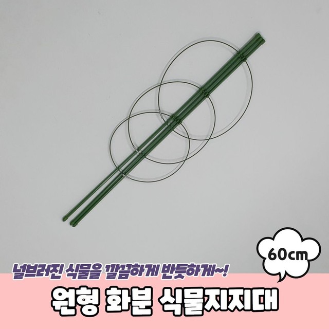 식물A 이미지