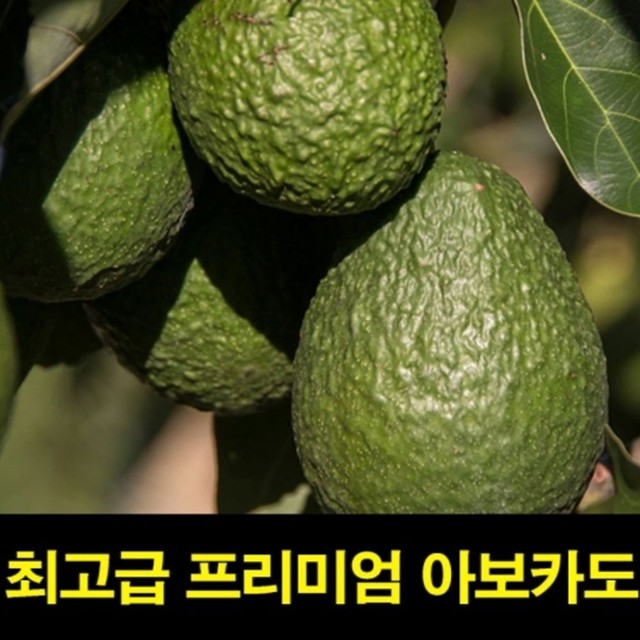 고씨네 이미지
