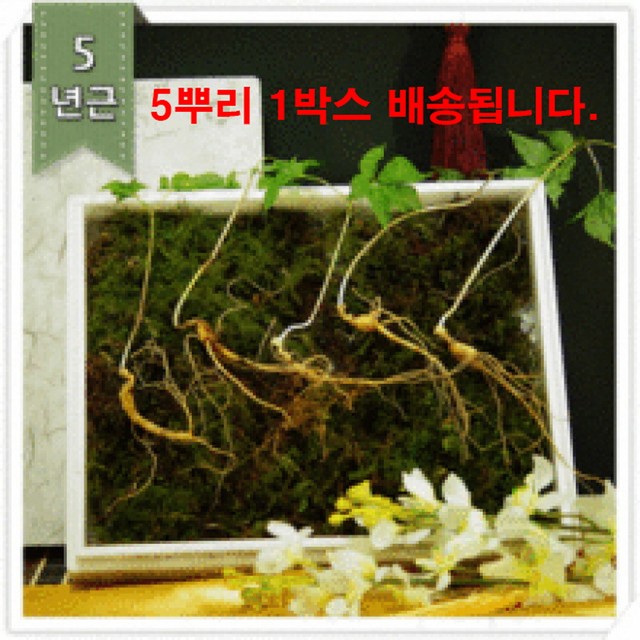 강원산양산삼 이미지