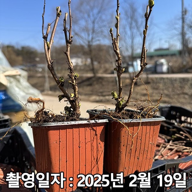 셈셈(sem sem) 이미지