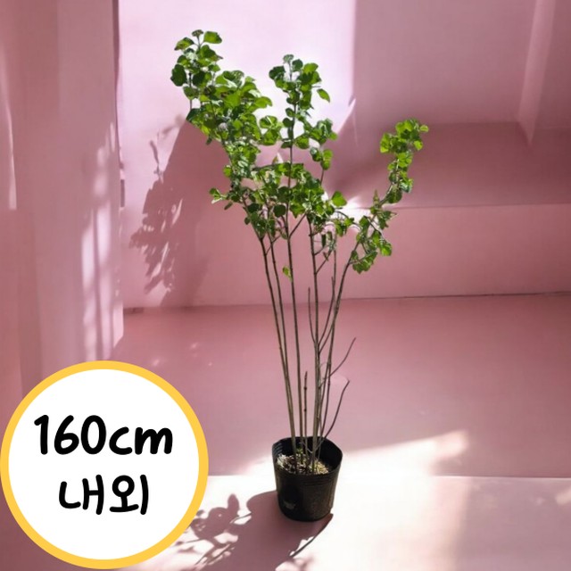 꽃띄움 이미지