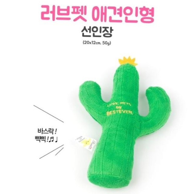 애완선인장 이미지