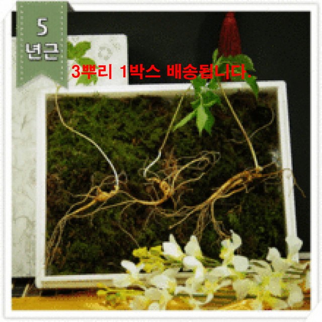 강원산양산삼 이미지