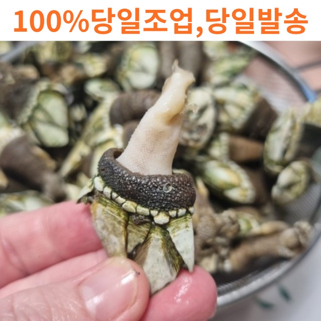 고니네일 이미지