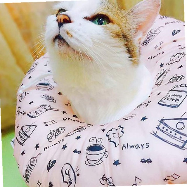 모모솜사탕 이미지