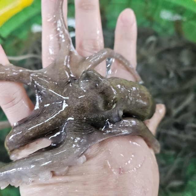 낙지 이미지