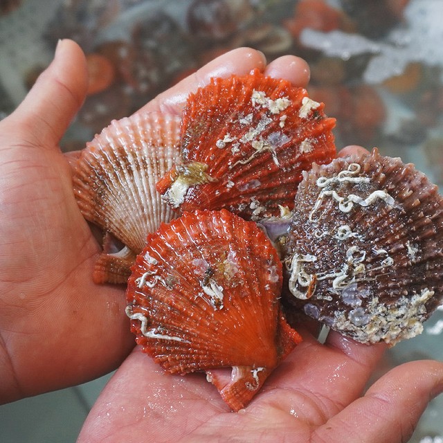 비단지음 이미지