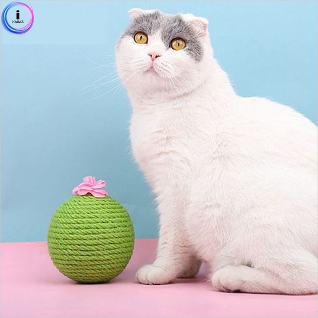 애완선인장 이미지