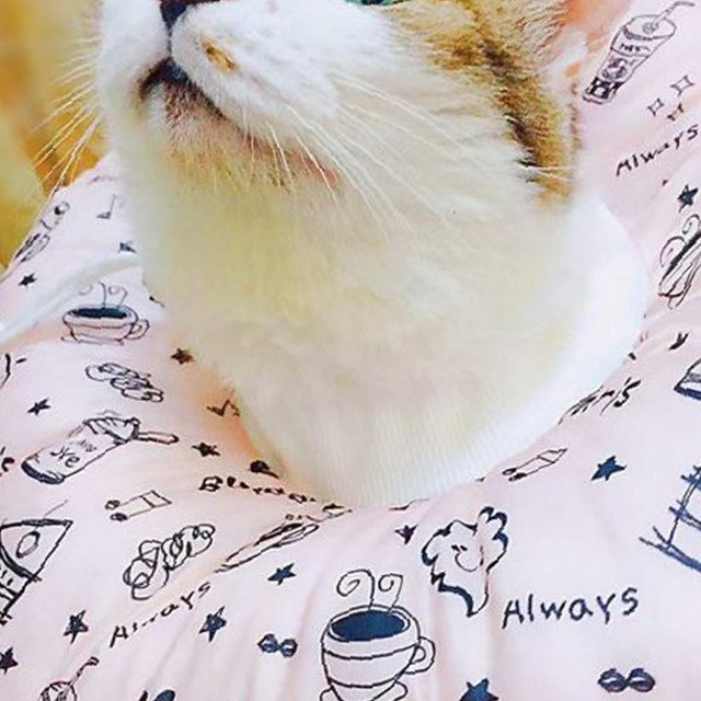 모모솜사탕 이미지