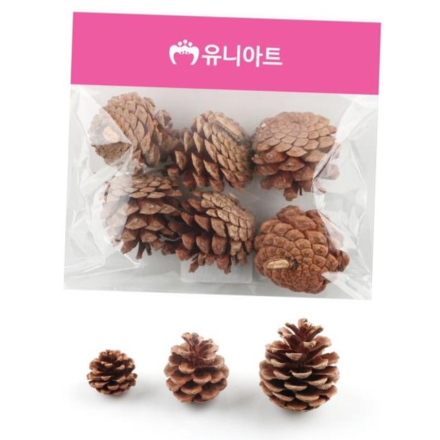솔방울 이미지