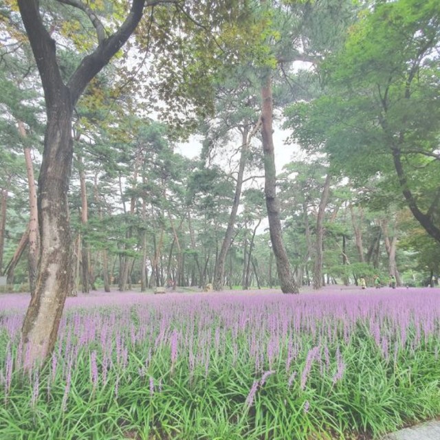 나드리여행사 이미지