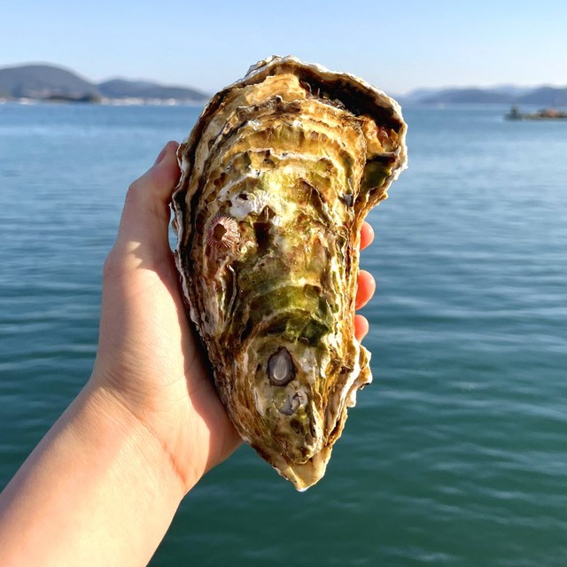 통영Food 이미지