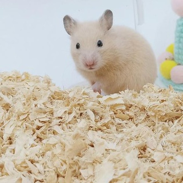 반디기타 이미지