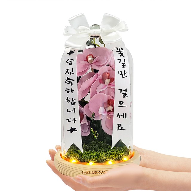 비누꽃코리아 이미지