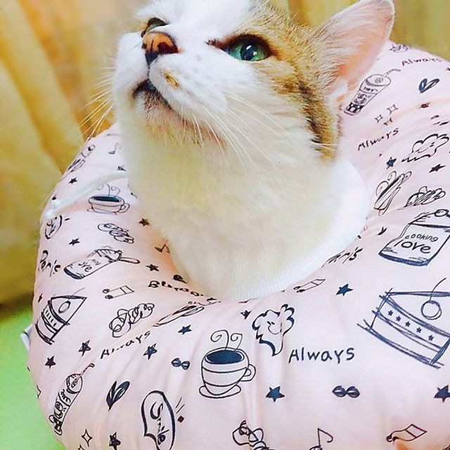 모모솜사탕 이미지