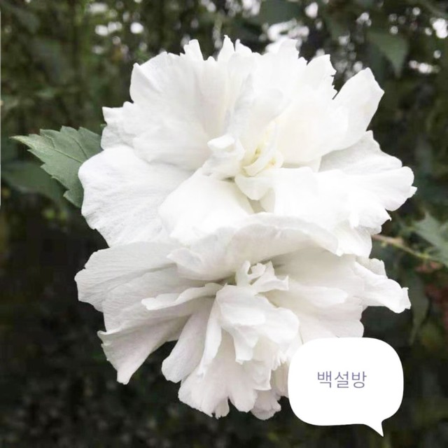 무궁화조경 이미지