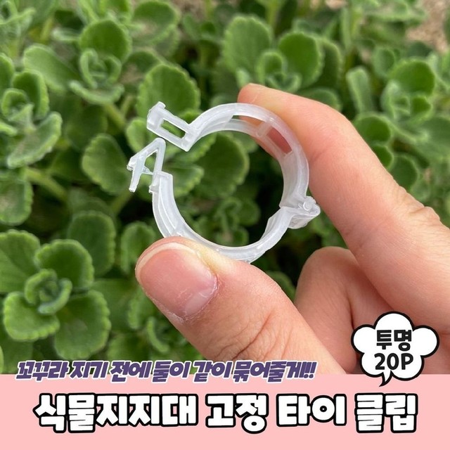 식물A 이미지