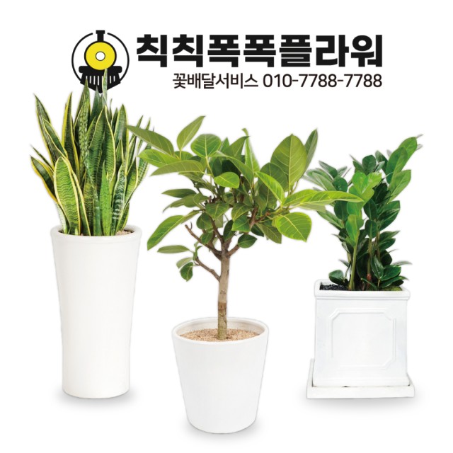 칙칙폭폭플라워 이미지