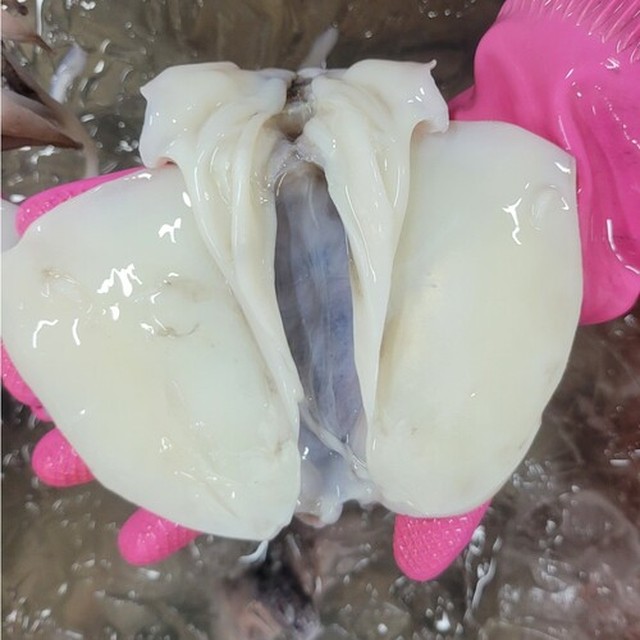 싱싱냉동 이미지