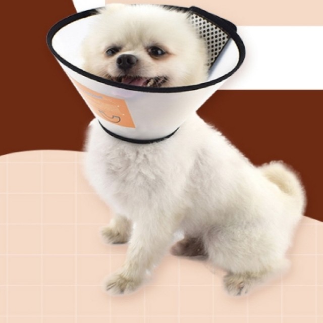 센토 이미지