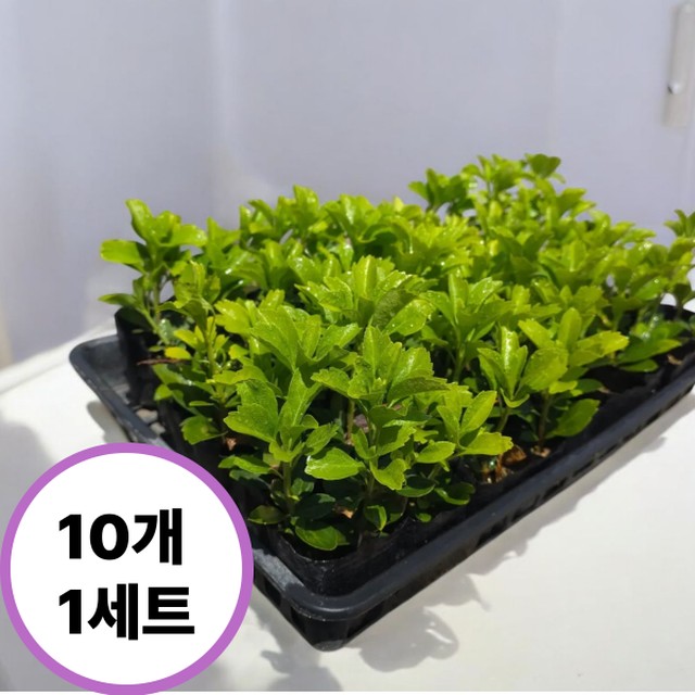 꽃띄움 이미지