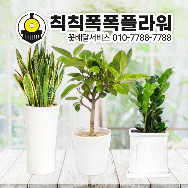 칙칙폭폭플라워 이미지