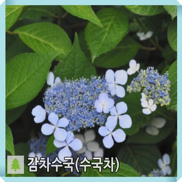 감로농원 이미지
