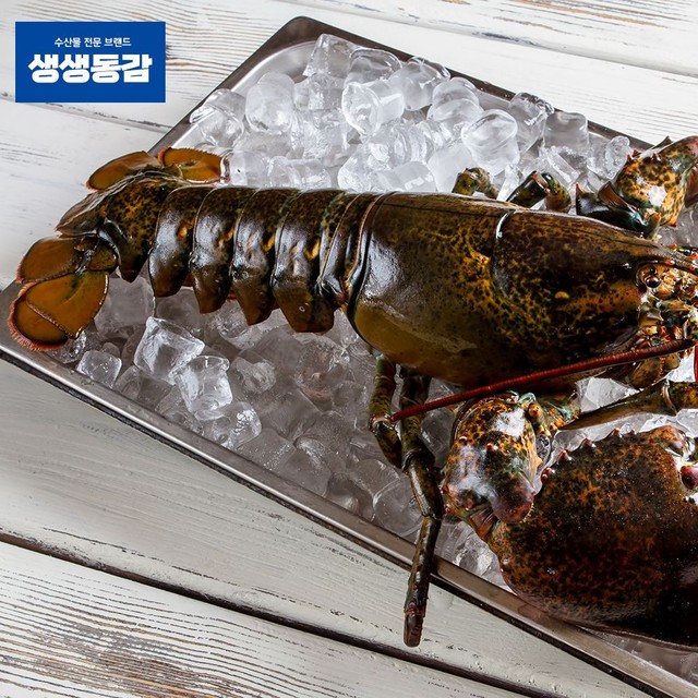 고씨네 이미지