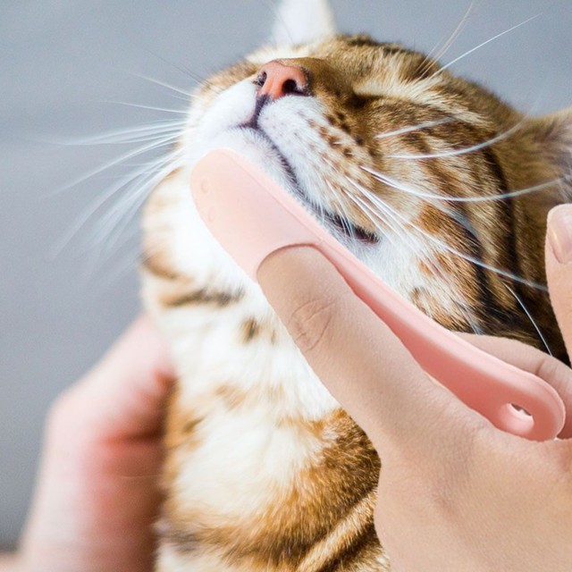 클린냥이 이미지