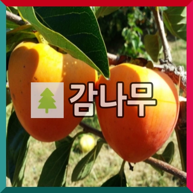 왕대봉 이미지