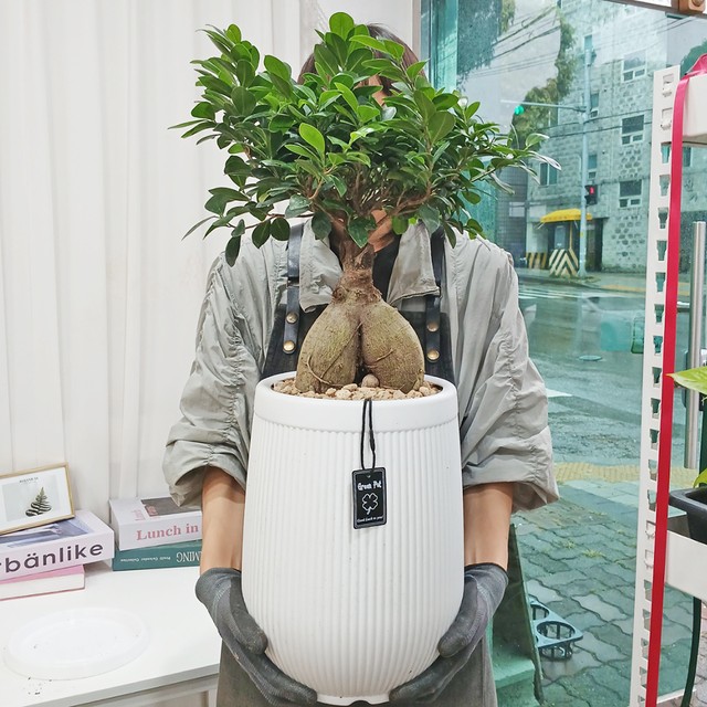 고미플라워 이미지