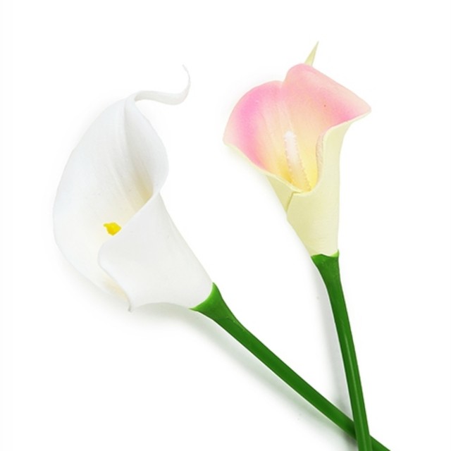 카라샾 이미지