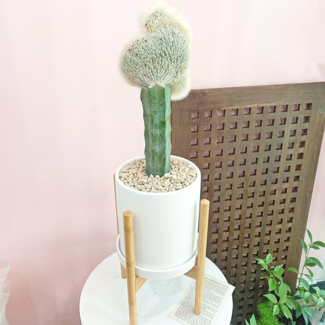 고미플라워 이미지