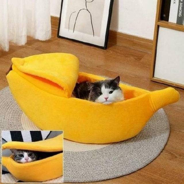 신시어 이미지