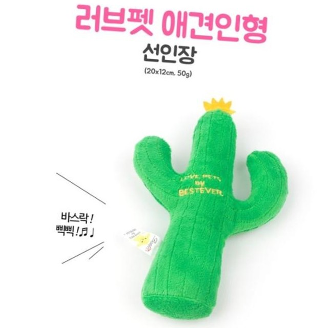 애완선인장 이미지