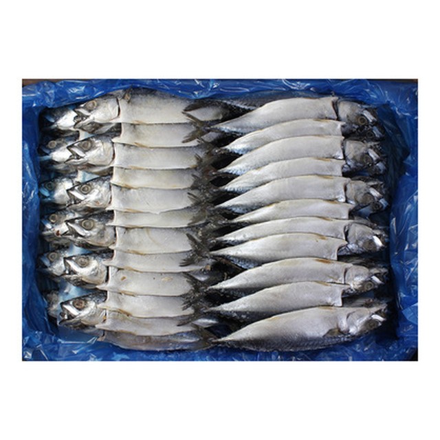 생선 이미지
