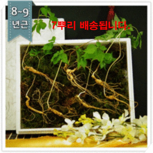 강원산양삼 이미지