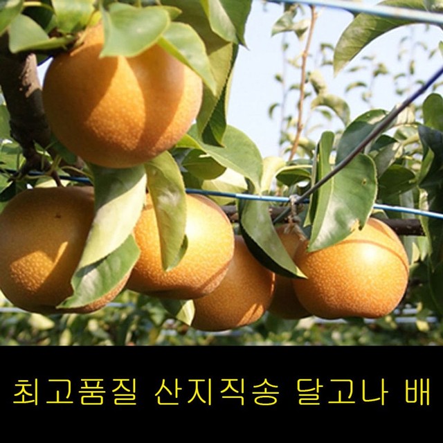 고씨네 이미지