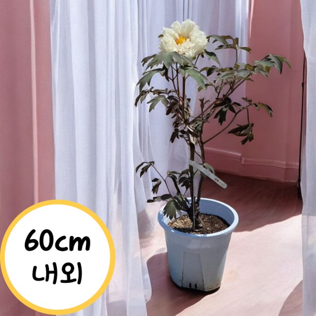 꽃띄움 이미지