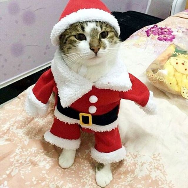 클로스옷 이미지