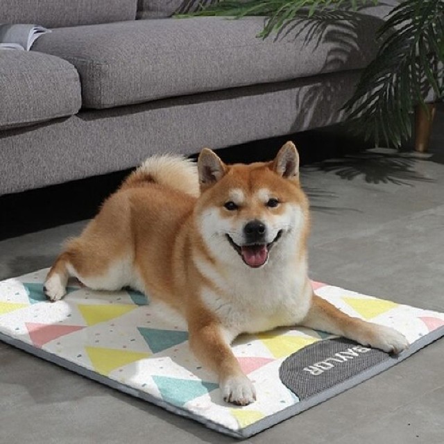 요기쏘 이미지
