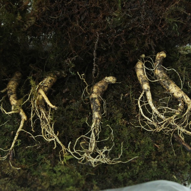 강원산양삼 이미지