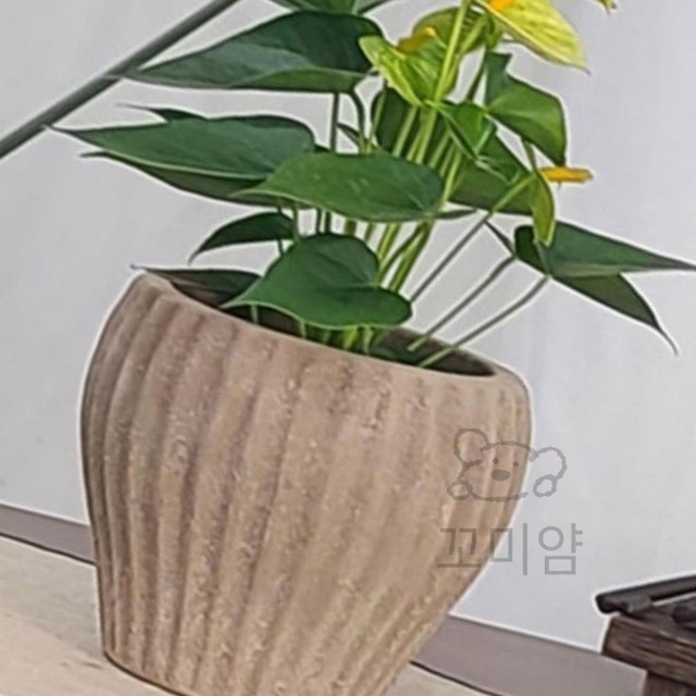 엘도르 이미지