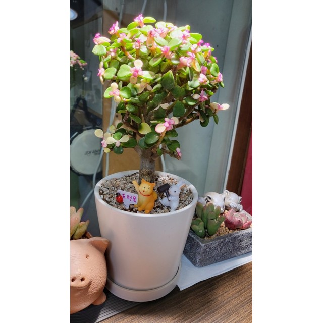 푸실 이미지