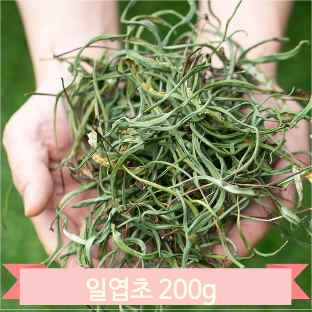약초 이미지
